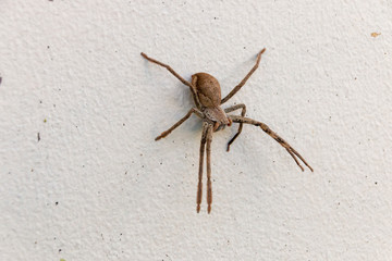 A Large Spider