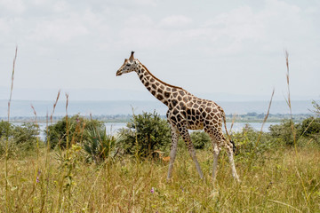 Family firaffe in Murchison Falls