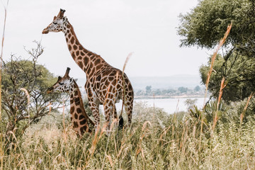 Family firaffe in Murchison Falls