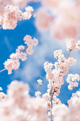 春爛漫　ホソイザクラ