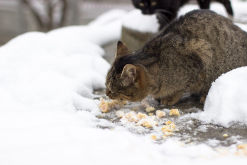 In the snow season, homeless cats run in the snow.