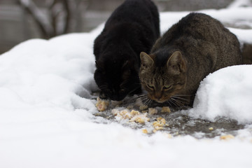 In the snow season, homeless cats run in the snow.