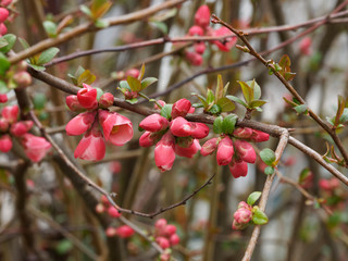 Cognassier du Japon (Chaenomeles japonica). Un arbrisseau d'ornement aux rameaux garnis d'une belle floraison rouge vif au printemps