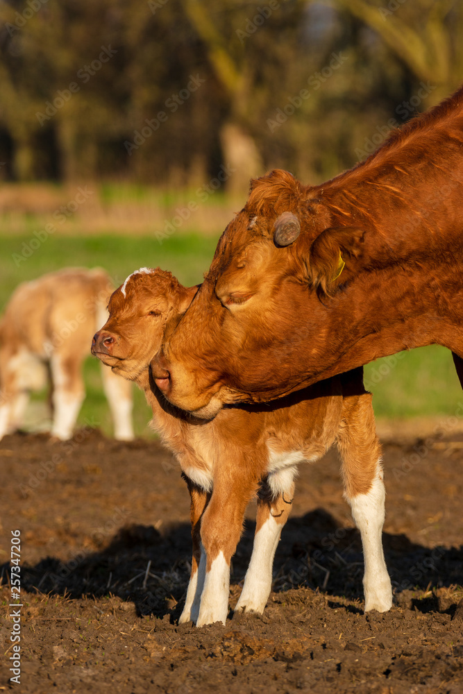 Wall mural mother licks newly born calf