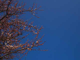 Violet flowers of an apricot tree. The blossoming apricot tree in the early spring