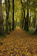 秋のドイツの森　落ち葉に埋まる小路