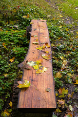 秋のドイツ森　木のベンチ　落ち葉