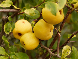 Fruits pommac&eacute;s et jaun&acirc;tre du Cognassier du Japon (Chaenomeles japonica)