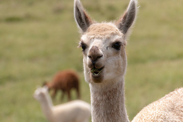 Obraz premium Alpaca In The Medow