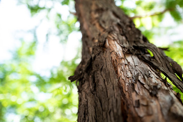 Obraz premium 나무