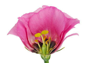 Inner cut cross section  of spring Easter  bud of a  pink  flower isolated macro