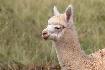 Alpaca In The Medow