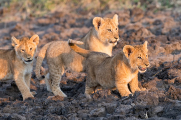 Lion cub