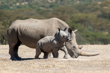 African white rhino © byrdyak