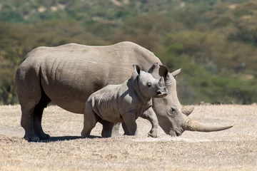 Selbstklebende Fototapeten African white rhino © byrdyak