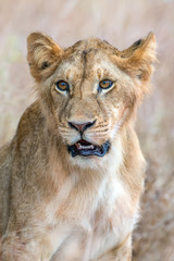 Obraz na płótnie Canvas Lion in National park of Kenya