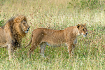 Lion in National park of Kenya