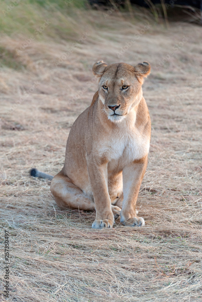 Wall mural Lion in National park of Kenya