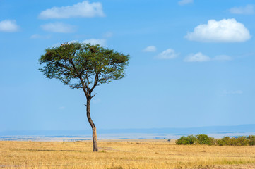 Landscape with nobody tree in Africa