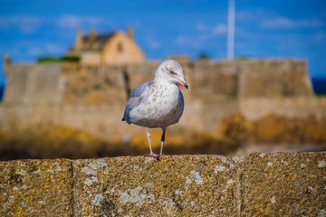 Saint-Malo intra-muros, Ille-et-Vilaine, Bretagne, France.