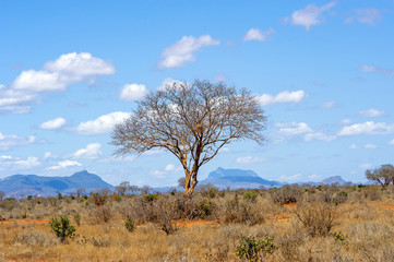 Naklejka na ściany i meble Landscape with nobody tree in Africa