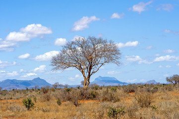 Fototapeta na wymiar Landscape with nobody tree in Africa