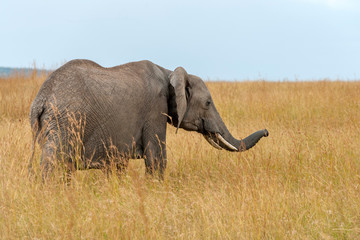 Elephant in National park of Kenya