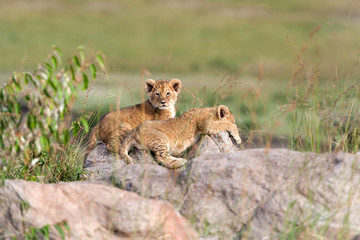 Lion cub