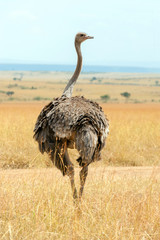 African ostrich (Struthio camelus)