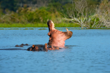 Hippo (Hippopotamus amphibius) in the river