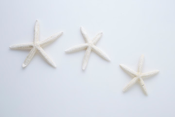 Fototapeta na wymiar star fish on white background