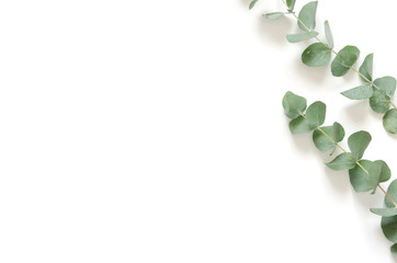 Eucalyptus leaves on white background. Flat lay, top view, copy space