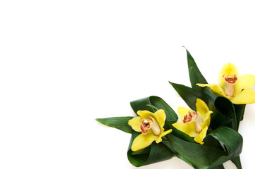 Flowers composition. Orchid flowers on white background. Flat lay, top view, copy space. - Image
