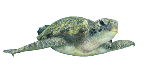 Obraz premium Green Sea Turtle isolated on white background 