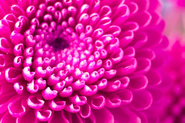 Close photograph of a flower. Macro photography. Art stylization