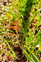 Chasmanthe flower also called African flag