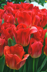 Background with tulips. Floral background