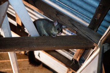 possum in a roof