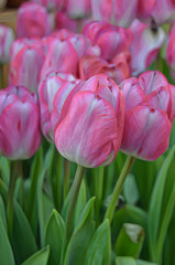 Background with tulips. Floral background