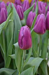 Background with tulips. Floral background
