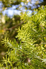 Closeup image of Totara tree leaves. Podocarpus totara is a species of podocarp tree endemic to New Zealand.