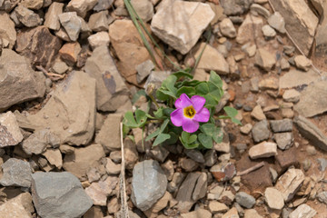 A Small Flower