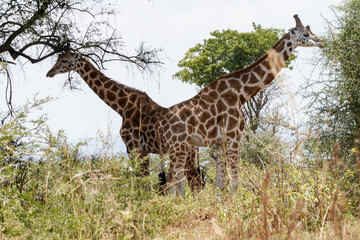Simetric giraffe in Uganda