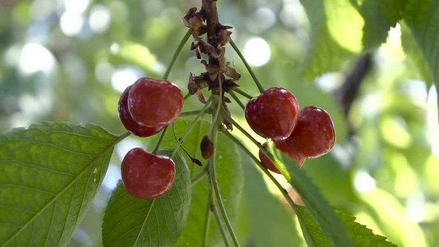 Ripening cherries on a branch sways in the wind