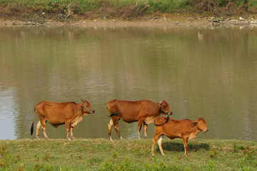 Cows on river bank