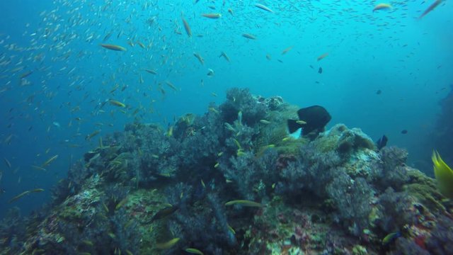 Underwater coral reef and fish in Indian Ocean 