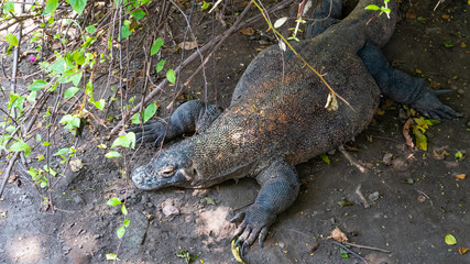Obraz premium Komodo under the tree