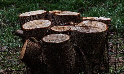 Sawed tree trunks