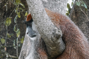 Red colobous in Uganda