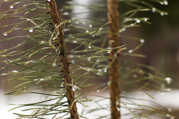 branch of fir with raindrops